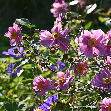 L’ombre au jardin